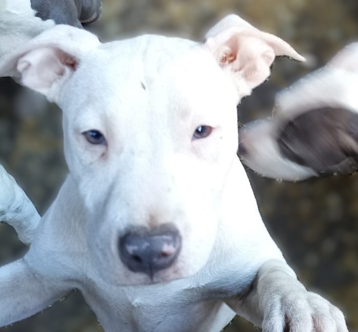 Americký stafordšírský teriér modrá št.s rodokmenem k odběru