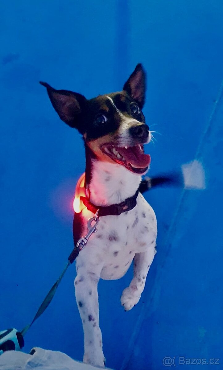 KRYTÍ – JACK RUSSELL TERRIER • OSKAR• ANGLICKÝ PŮVOD 🇬🇧