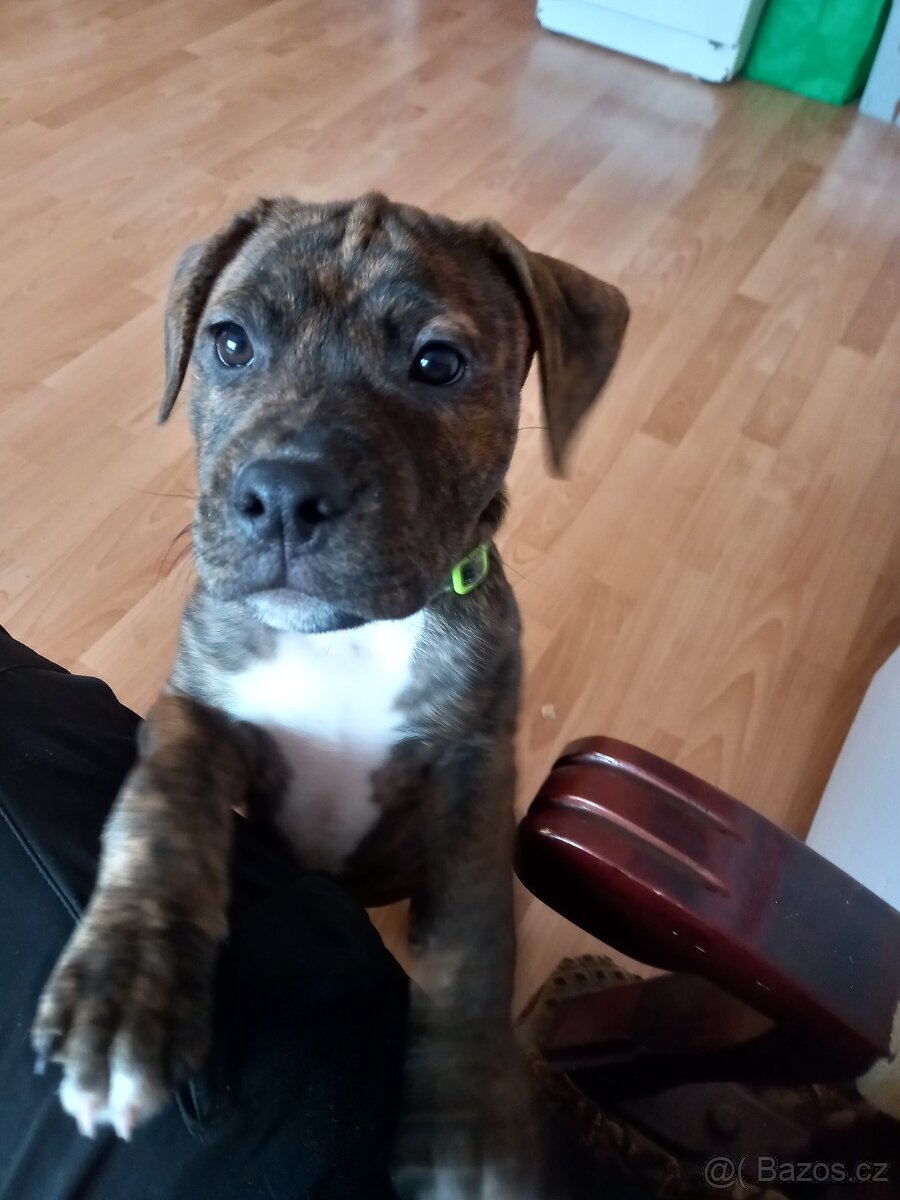 Štěňátko Staford