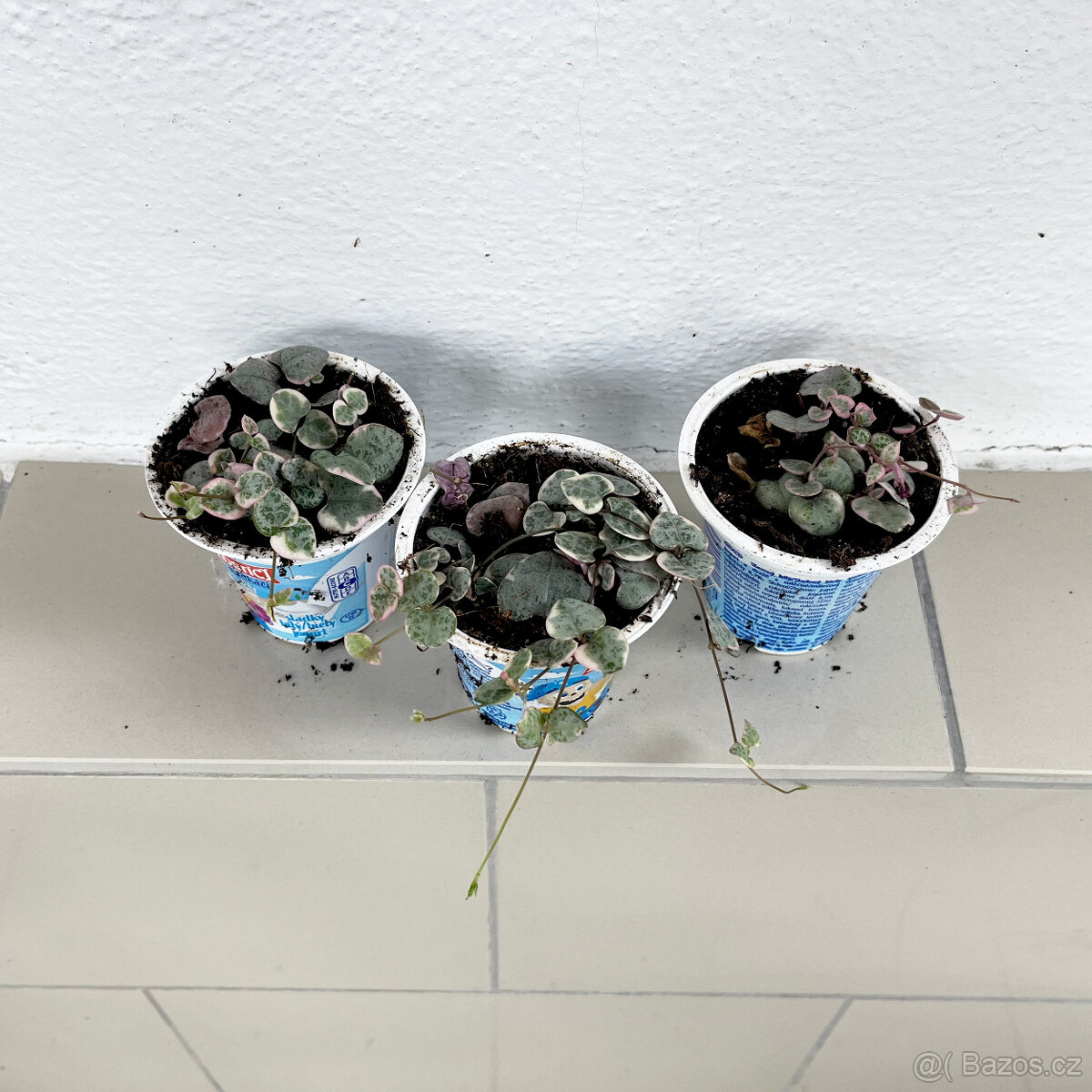 Svícník - Ceropegia woodii var. Variegata