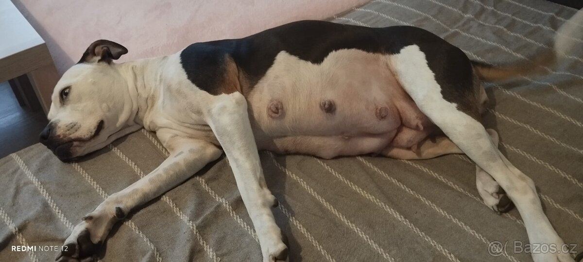 Štěňátka Pitbulla