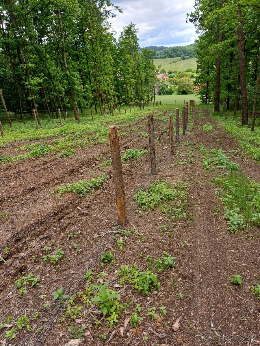 Prodej lesa Klisinec 9634m2