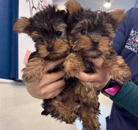 Jorkšírský teriér yorkšírský teriér