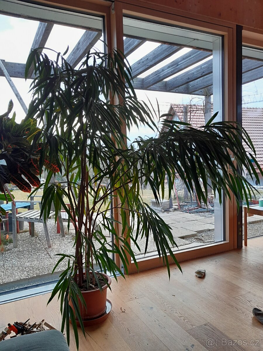 Fikus Alii