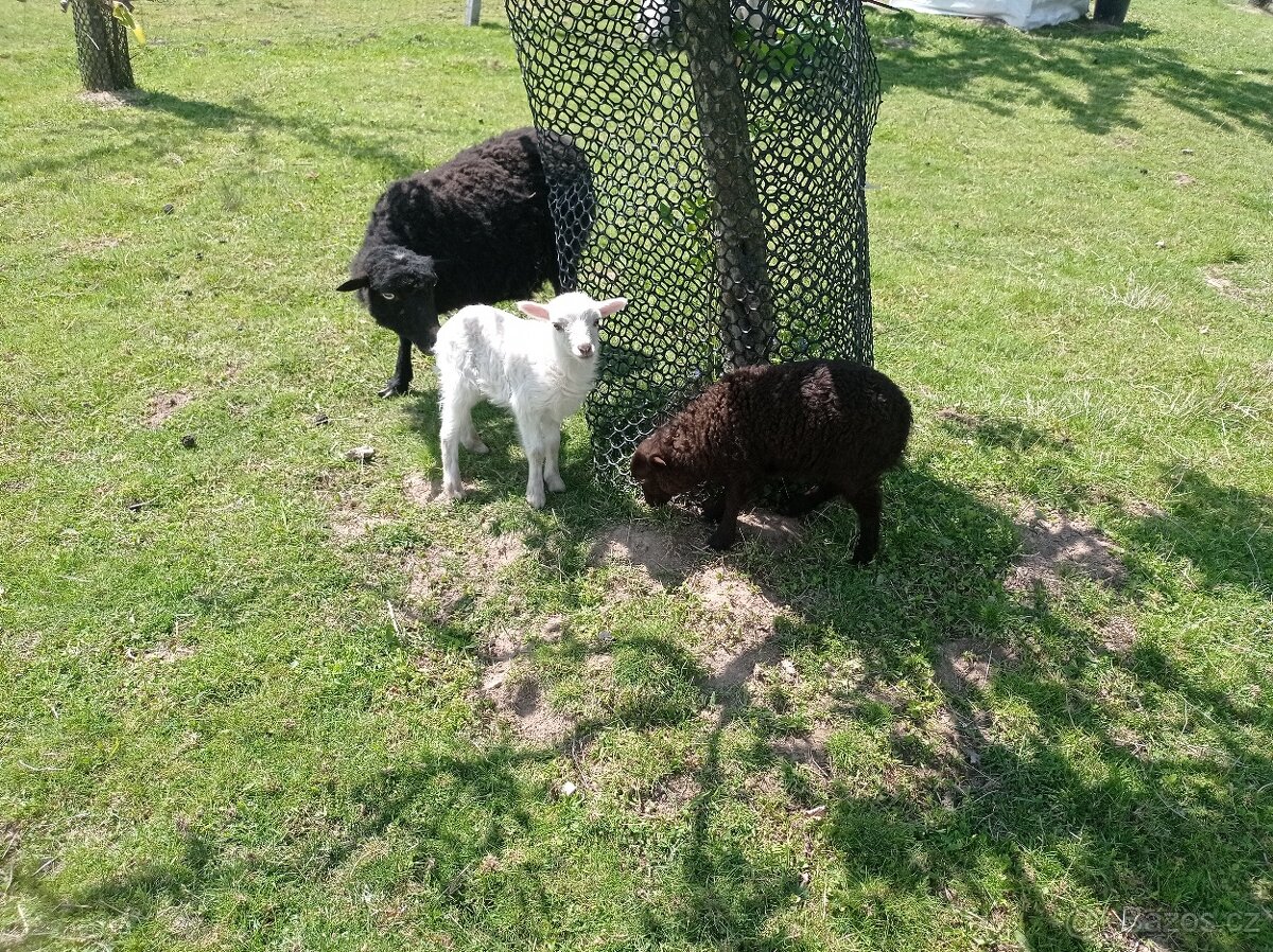 Mini ovečky quessantské beránek a jehnička