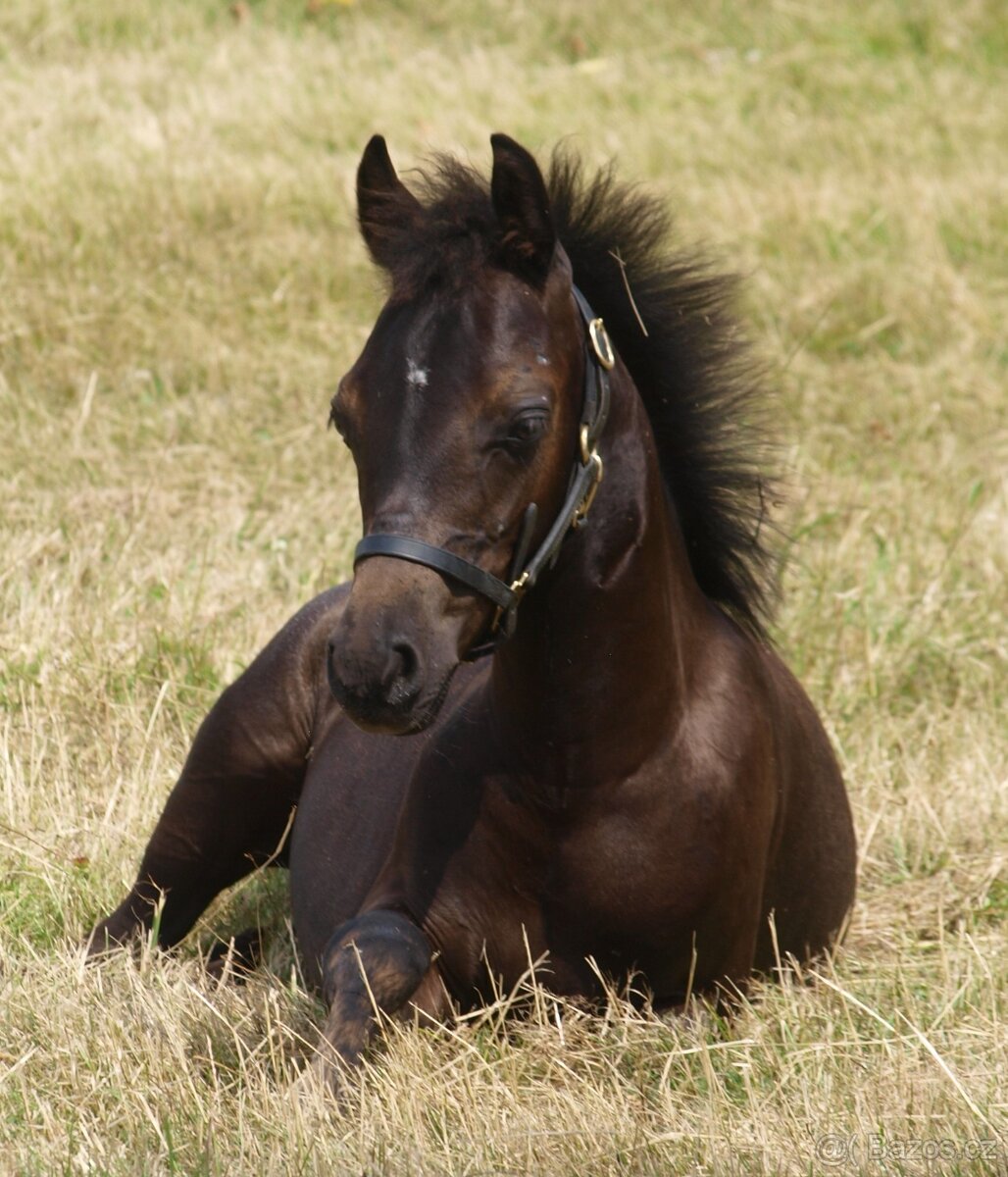Roční hřebeček Welsh pony sekce B k prodeji
