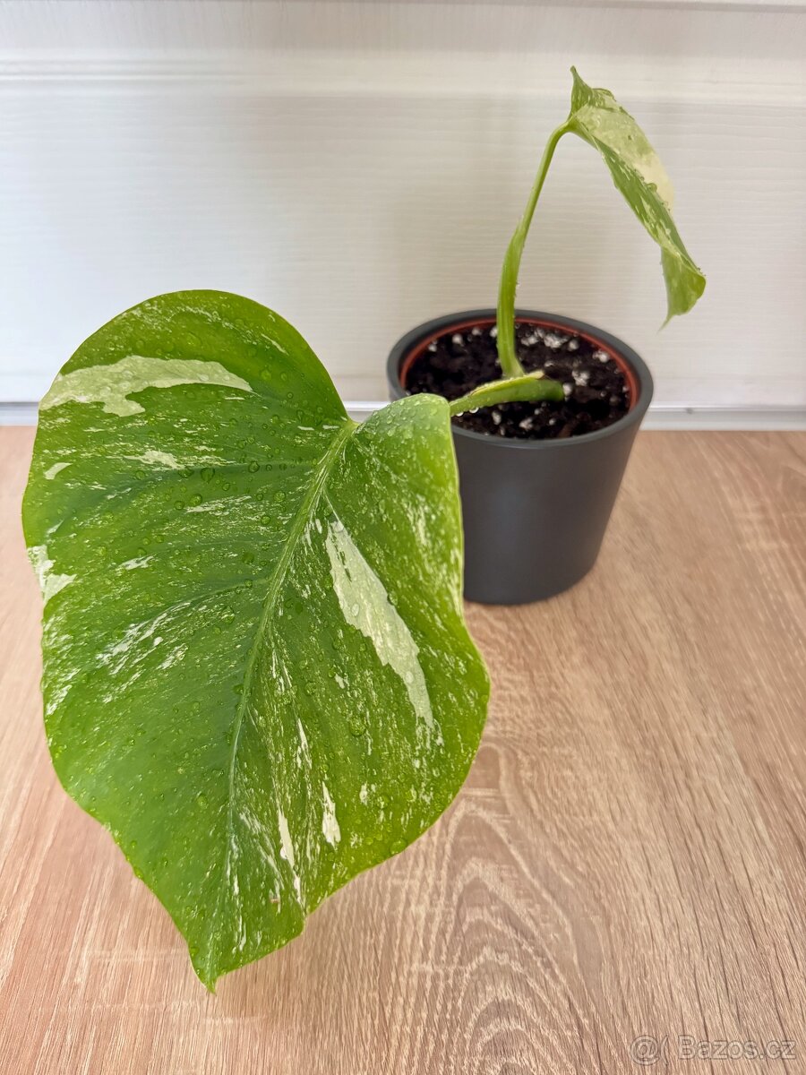 Monstera Albo