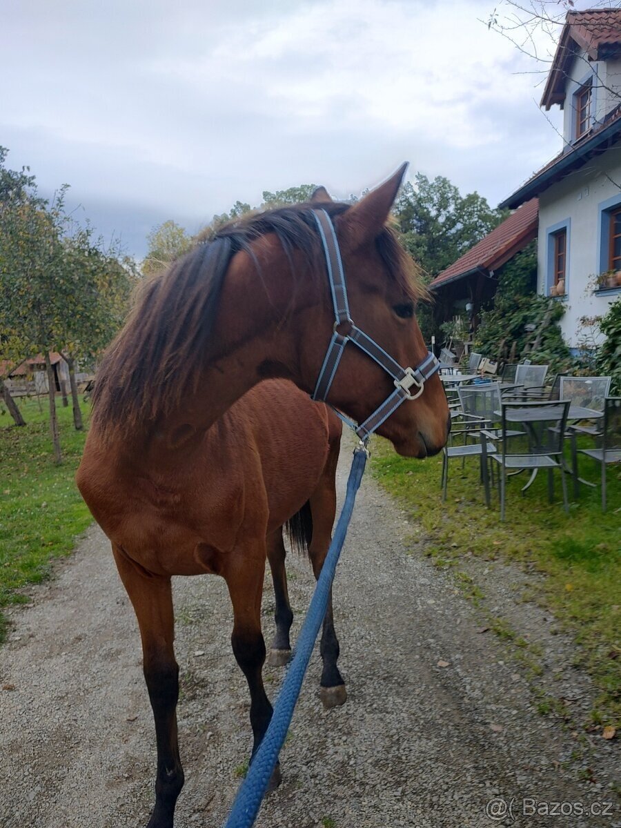 Prodám valáška po Cassilius