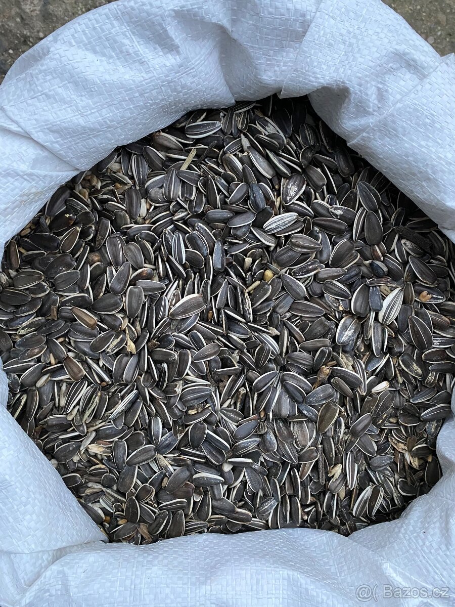 Slunečnice velká žíhaná