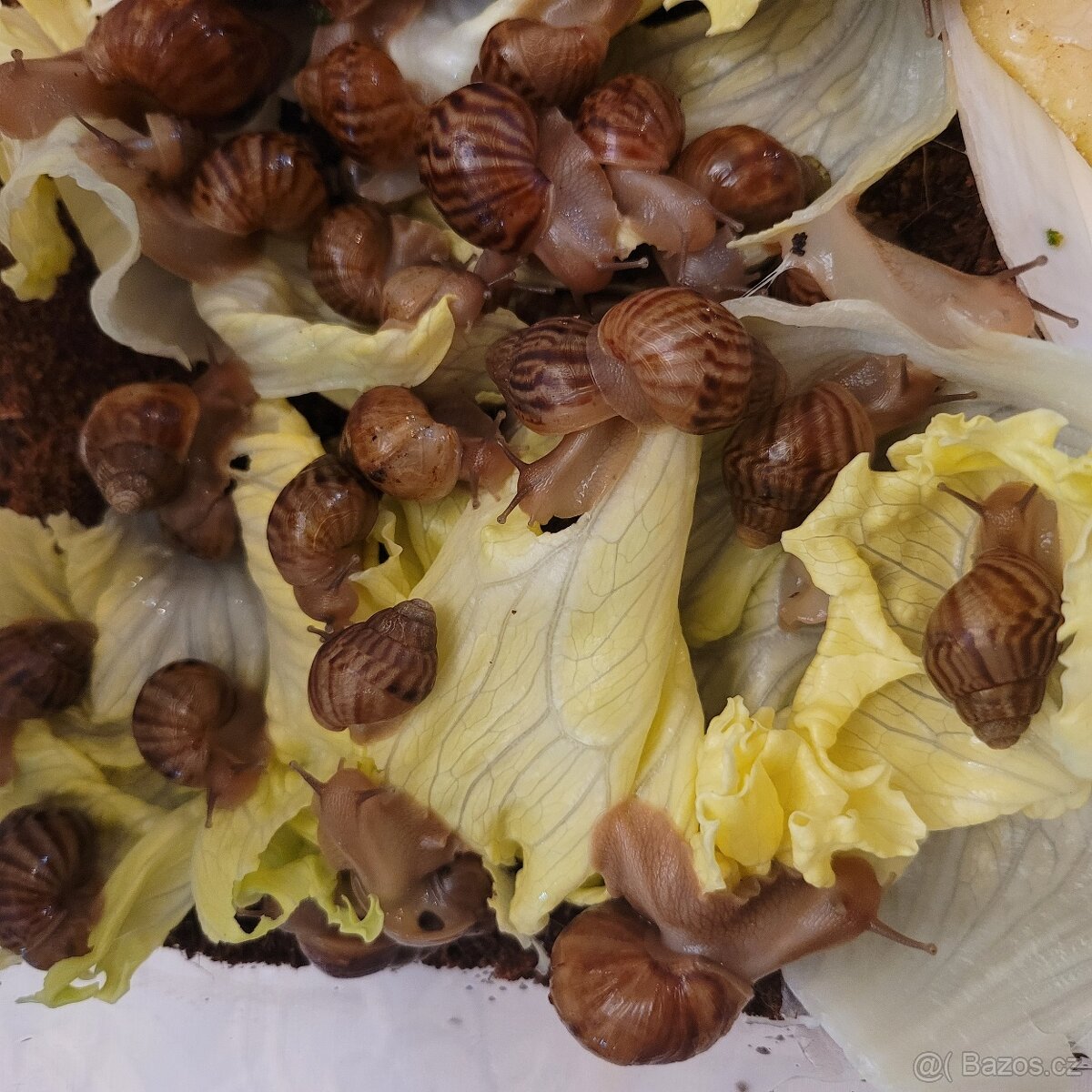 Africký šnek-achatina immaculata mláďata