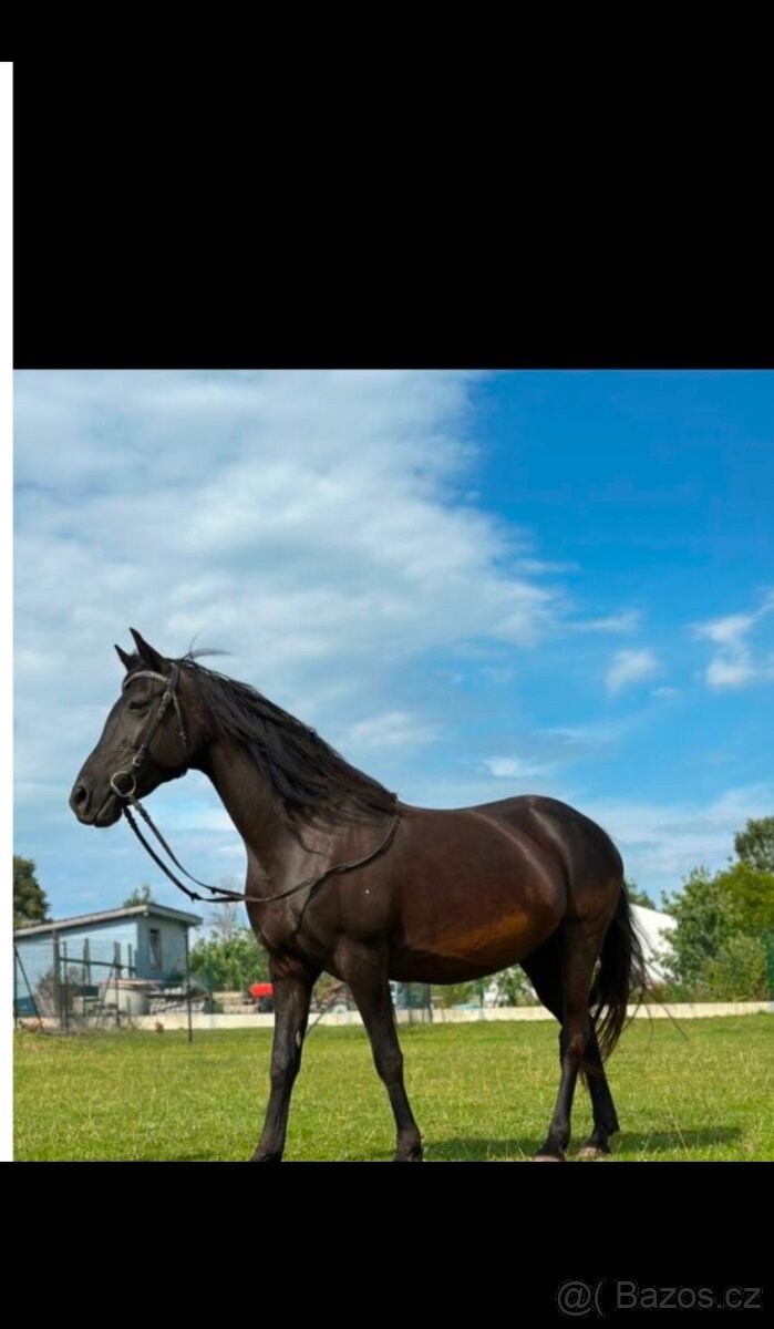 Prodám kobylu.