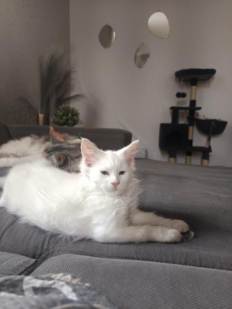 Mainská mývalí koťátka