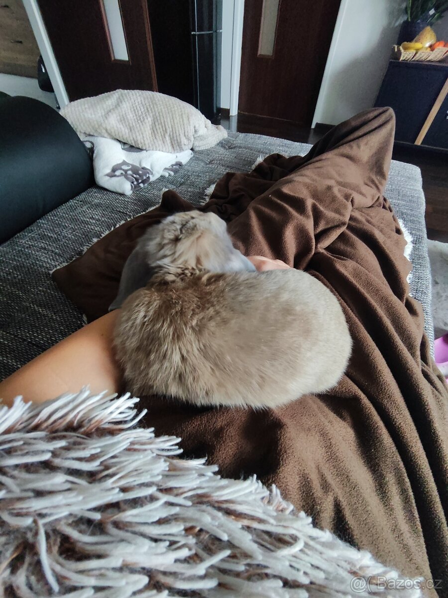 Zakrslý králík beránek