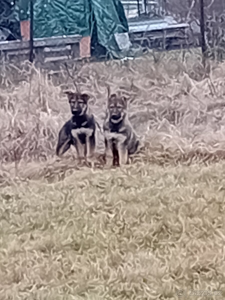 Prodám štěňata vlčáka