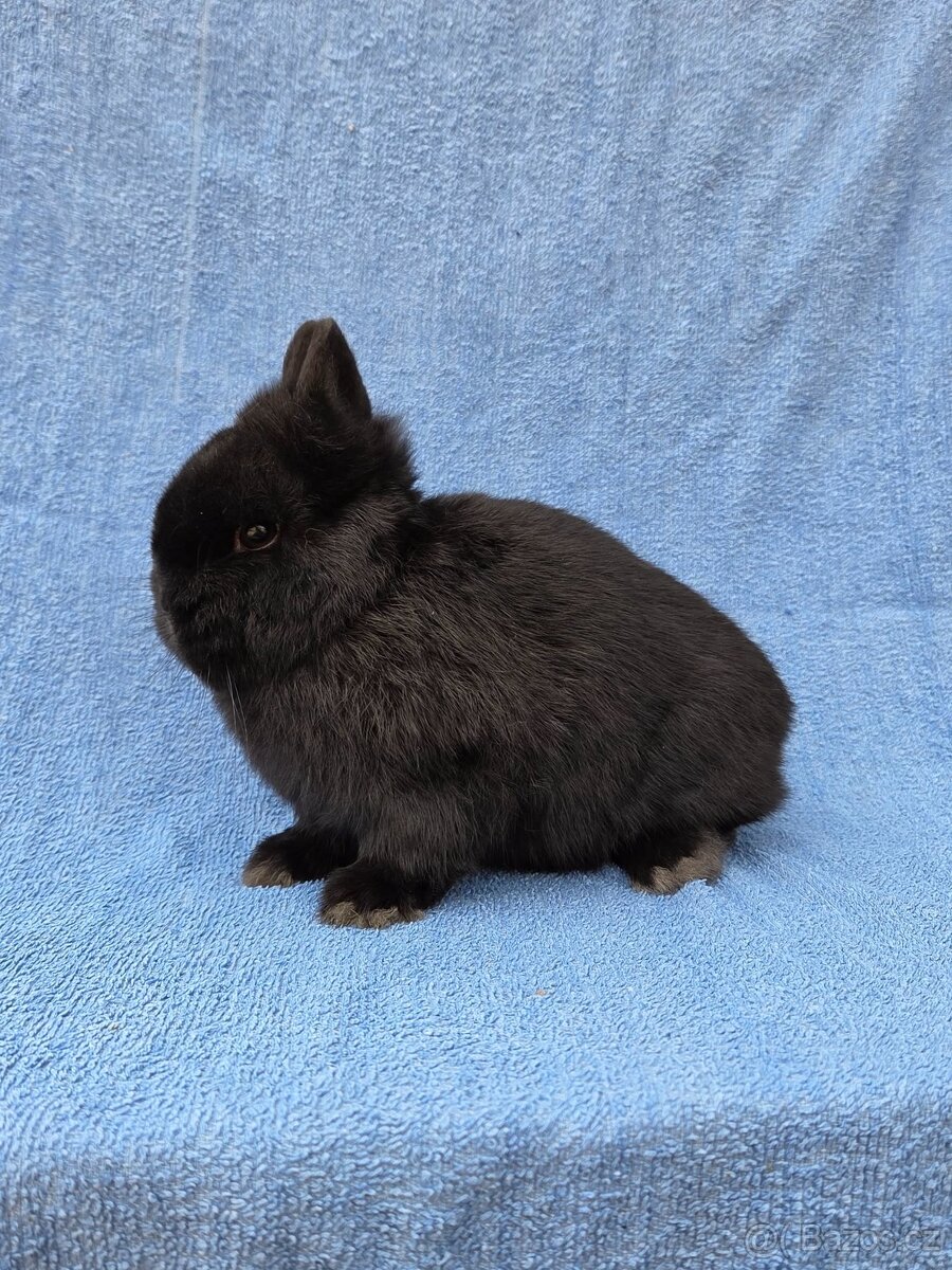 Mini miminka přeprava po celé ČR