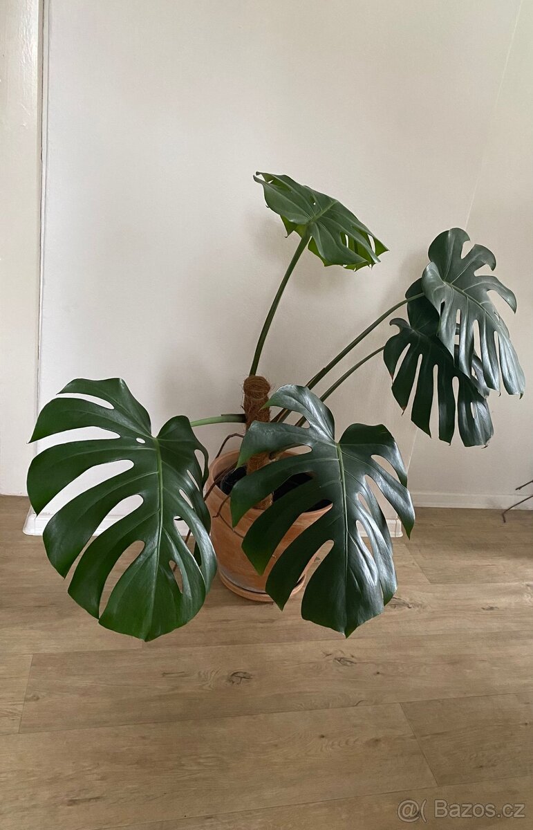 Monstera