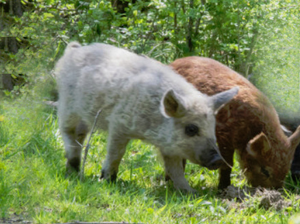Mangalice