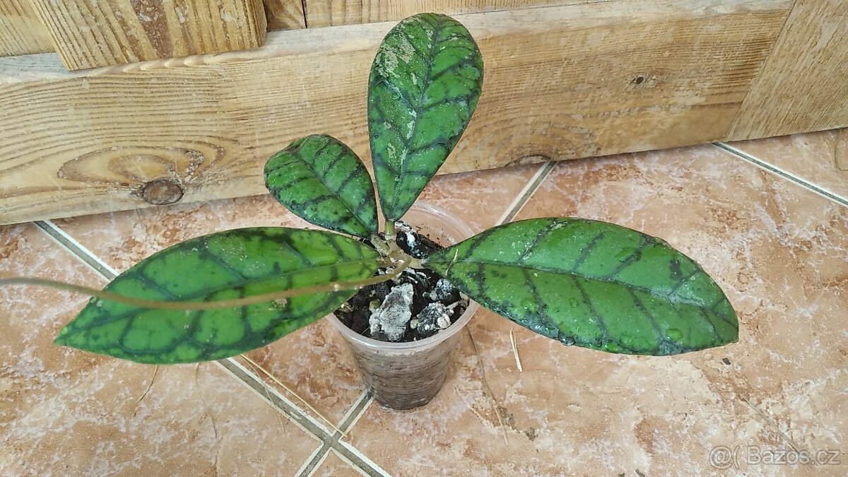 Voskovka hoya callistophylla Black cat