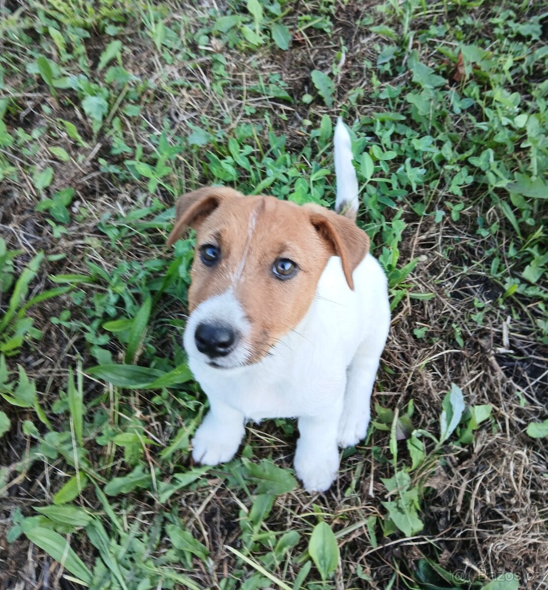 Jack Russell terier s P.P.