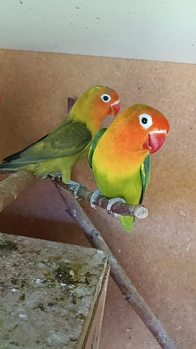 Agapornis