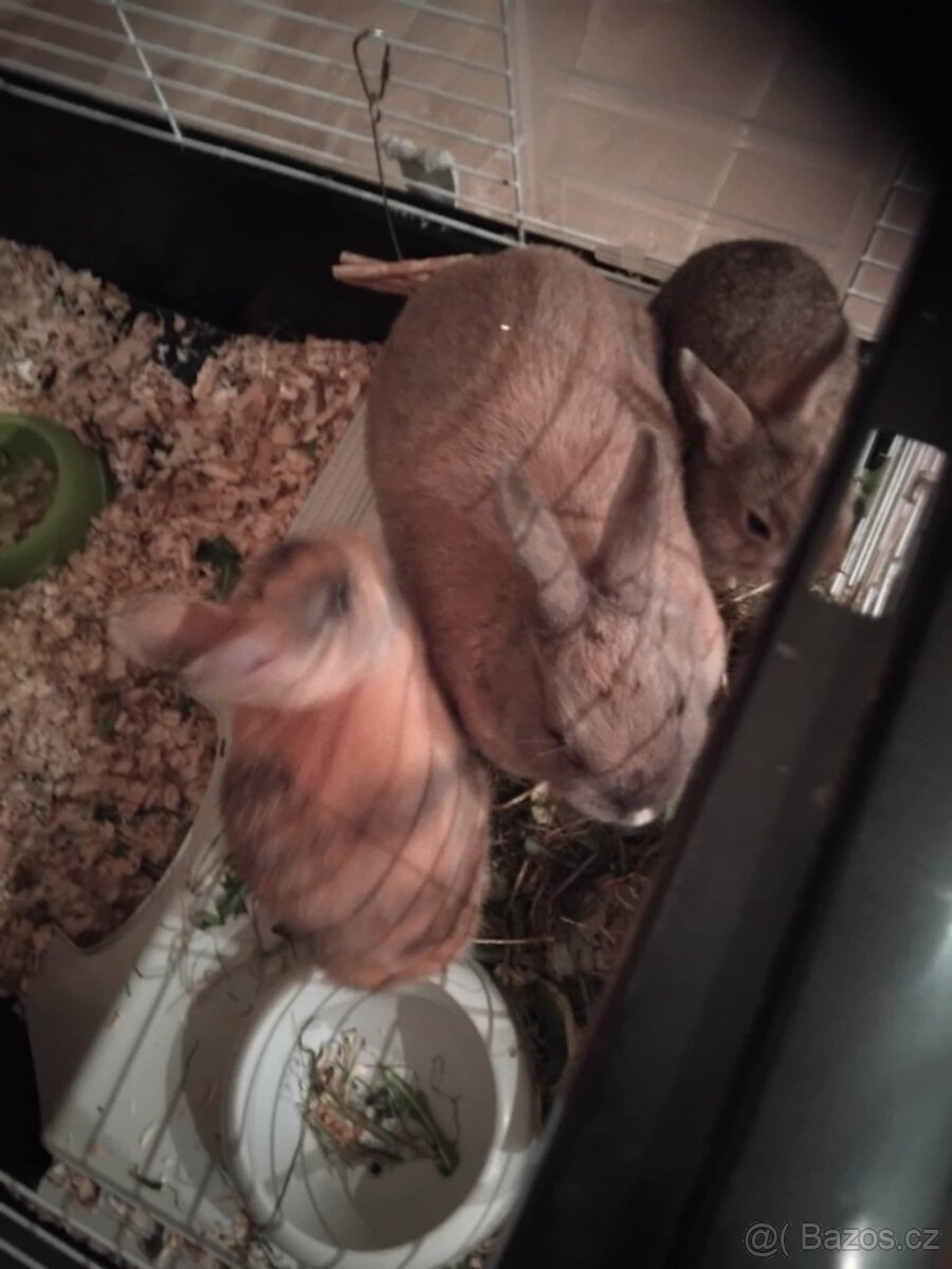 Zakrslý králík ihned k odběru