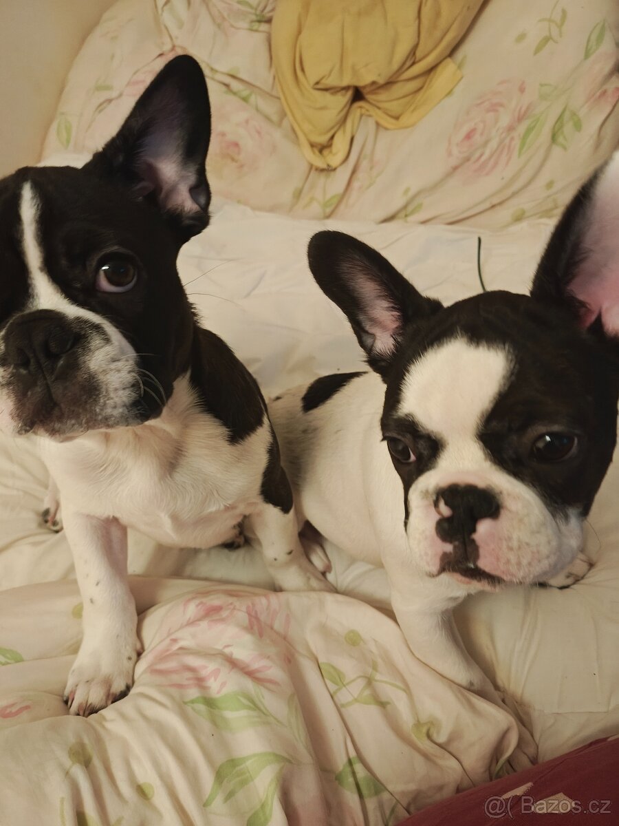 francouzky buldocek stenata