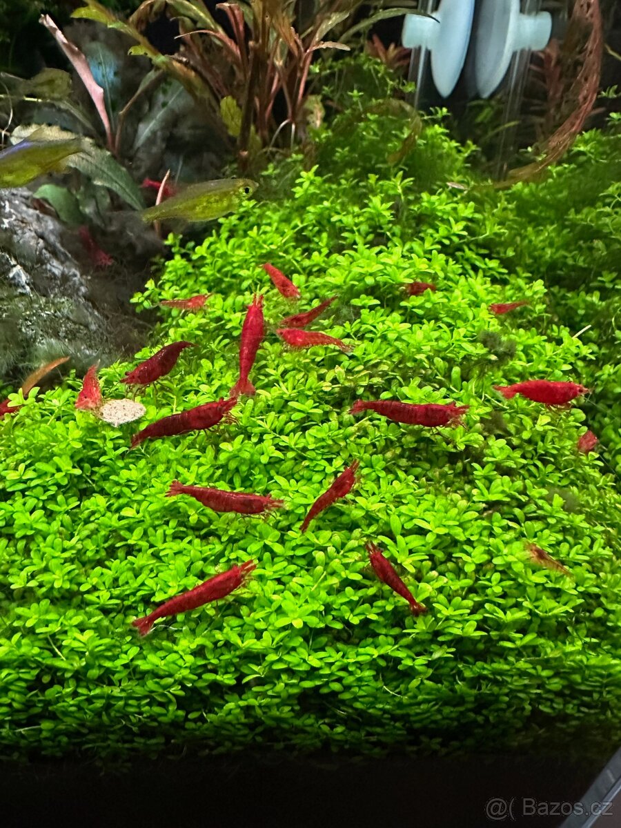 KREVETKY - Neocaridina davidi - SAKURA RED