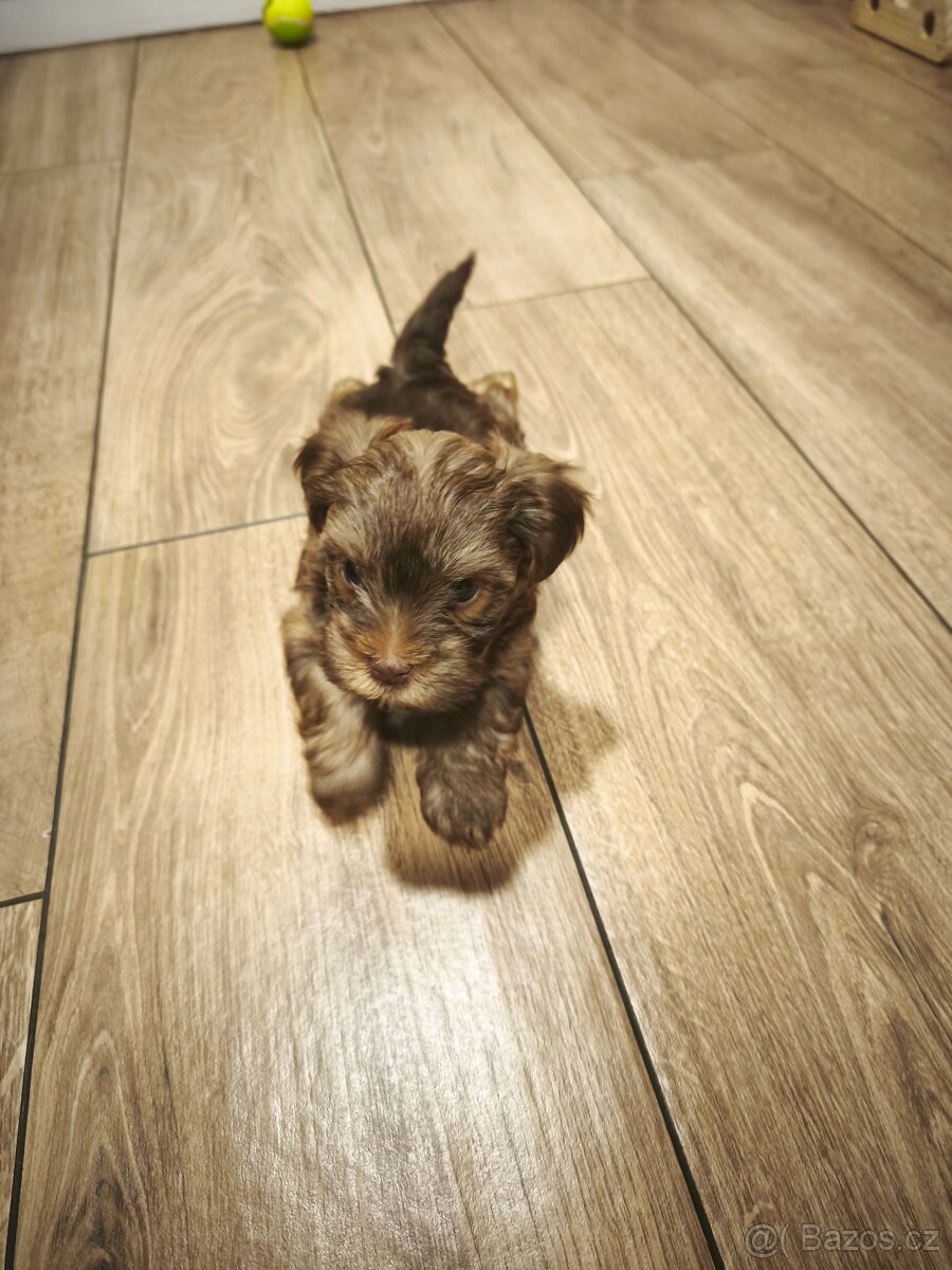 Yorkšírský teriér – štěně (bez PP)