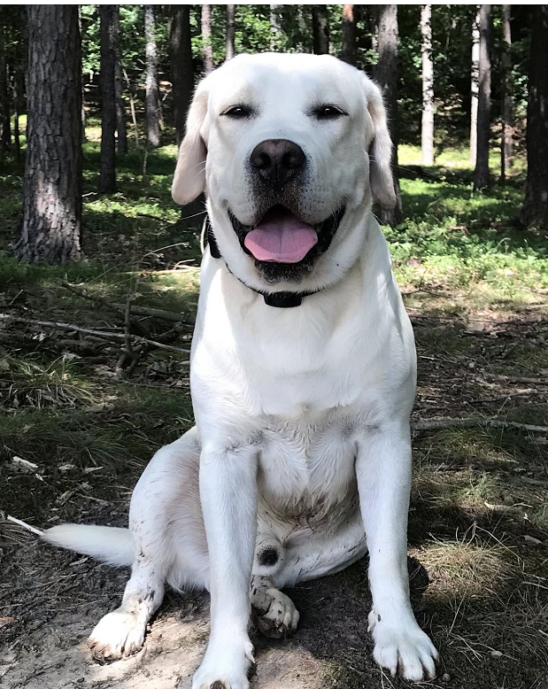 Labradorský retriever s PP ke krytí - chovný pes