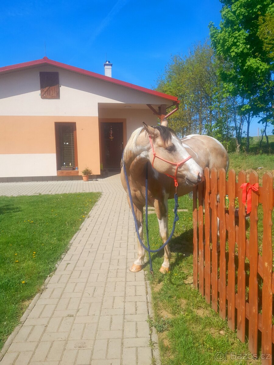Pastevni ustajeni Žatec