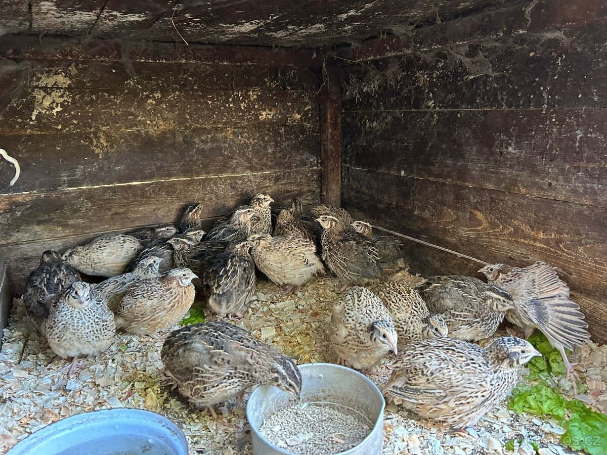 Kohoutci křepelek