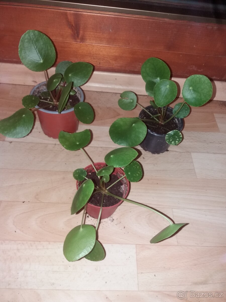Pilea pokojovky