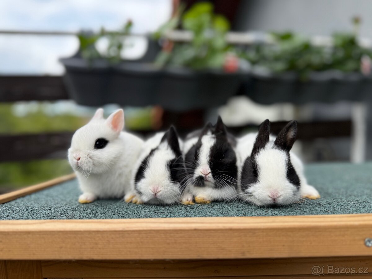 Poslední volná samička Zhb - kominík