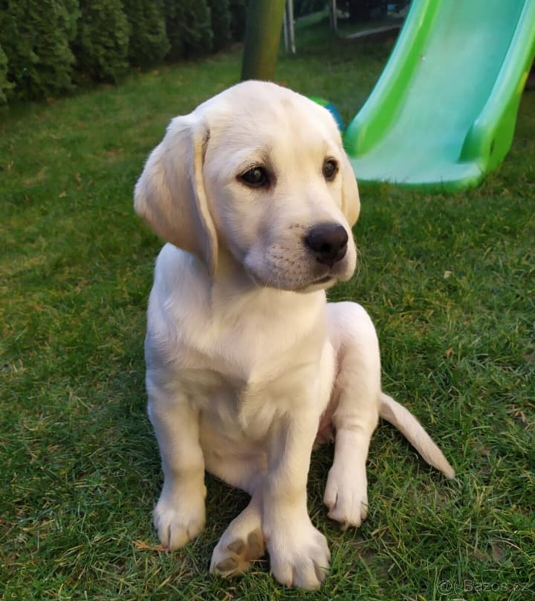 Labradorský retrívr