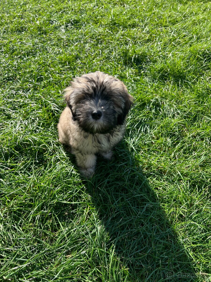 havanský pejsek - kříženec