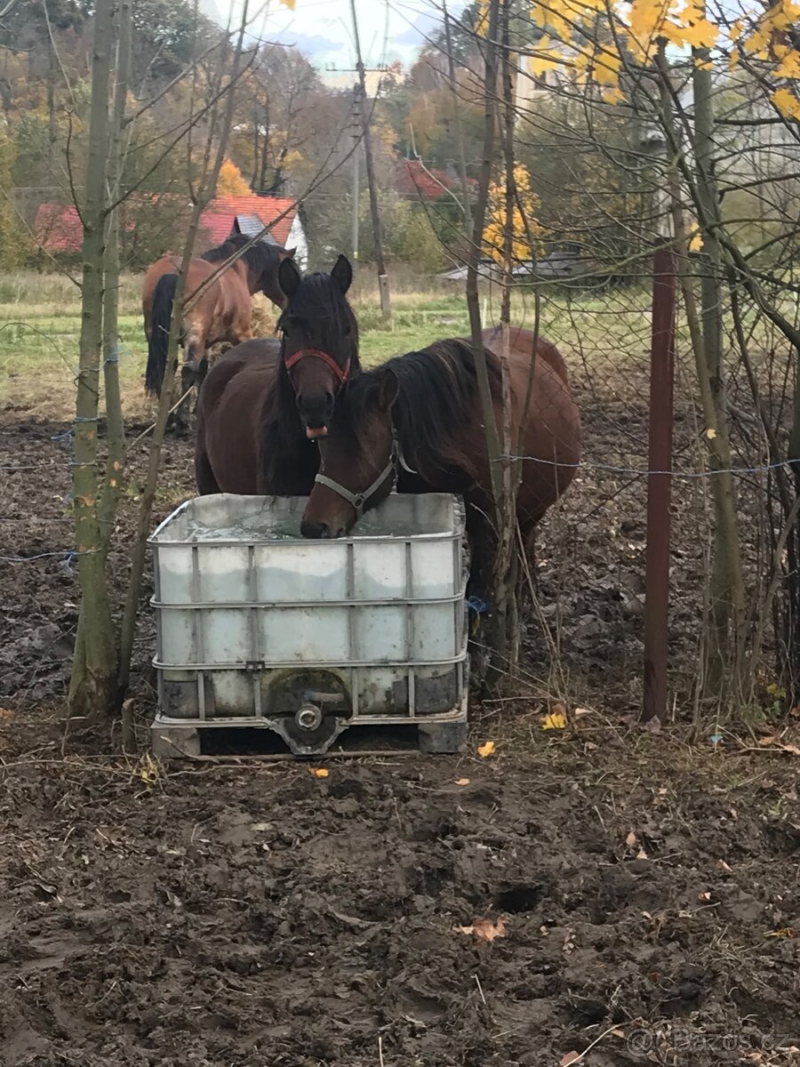 Prodám páru huculu