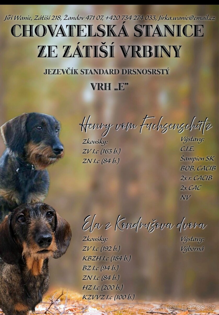 Jezevčik standart drsnosrstý