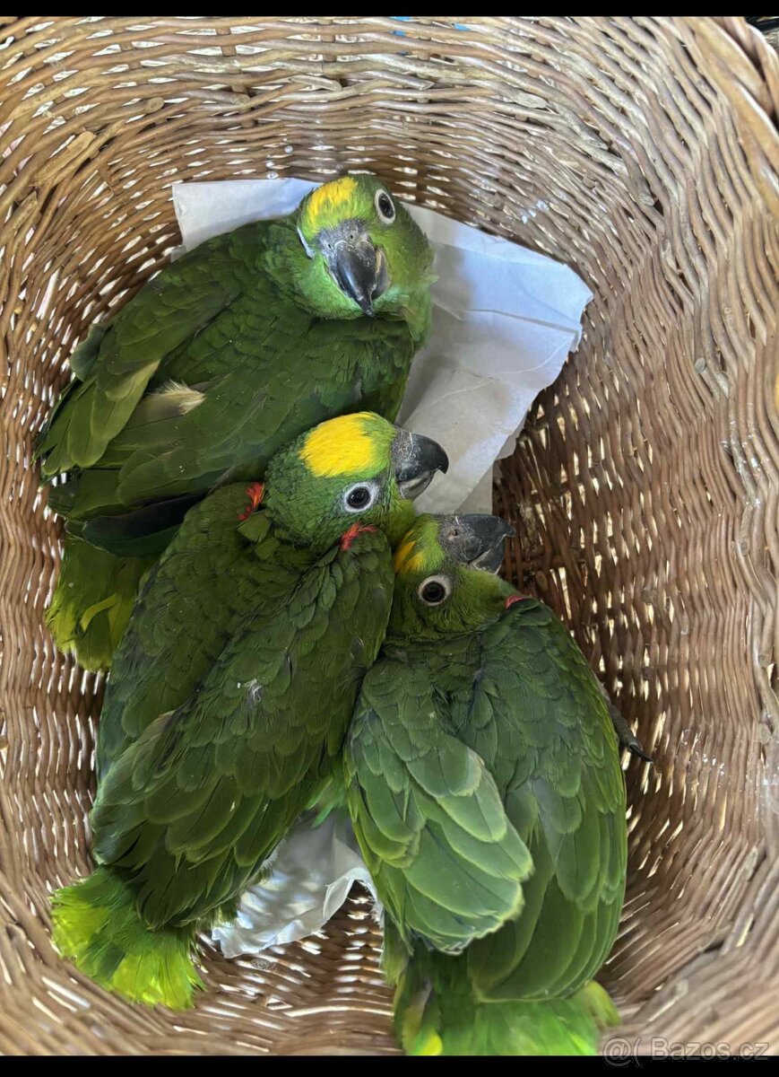 Prodej Amazoňan žlutohlavý surinamský