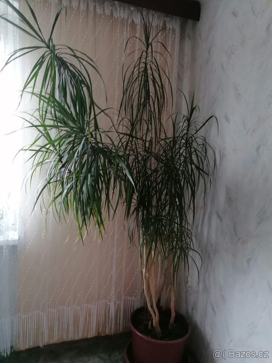 SLEVA - Dracena