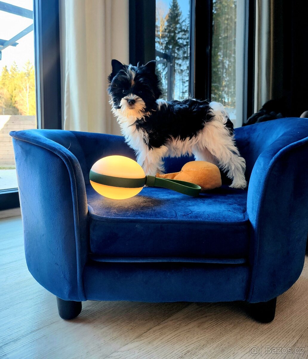 Jorkšírský tetiér