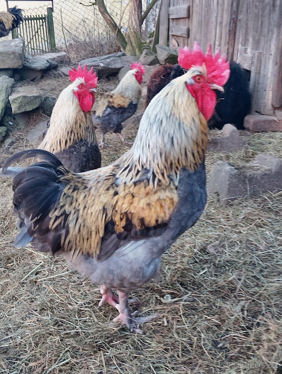 Marans-kohoutci