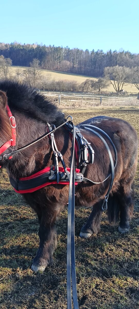 Poprsní postroj pony