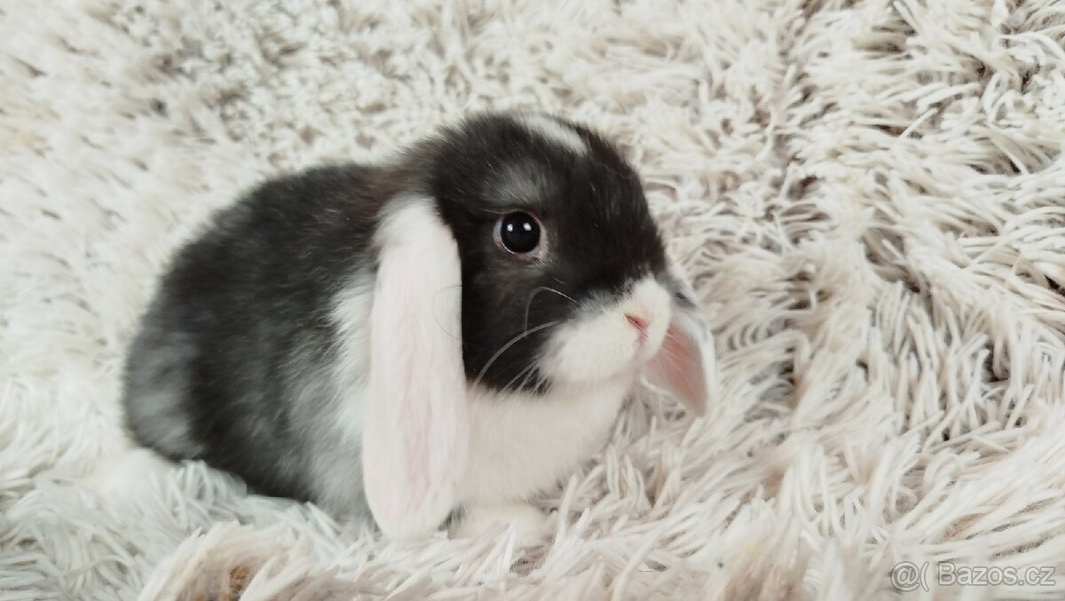 Zakrslý beránek, králíček, králík - ELIŠKA