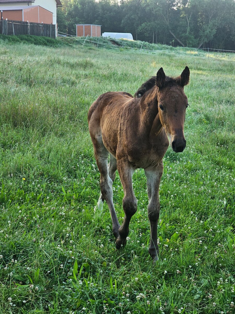 Klisnička po Eldorado 45