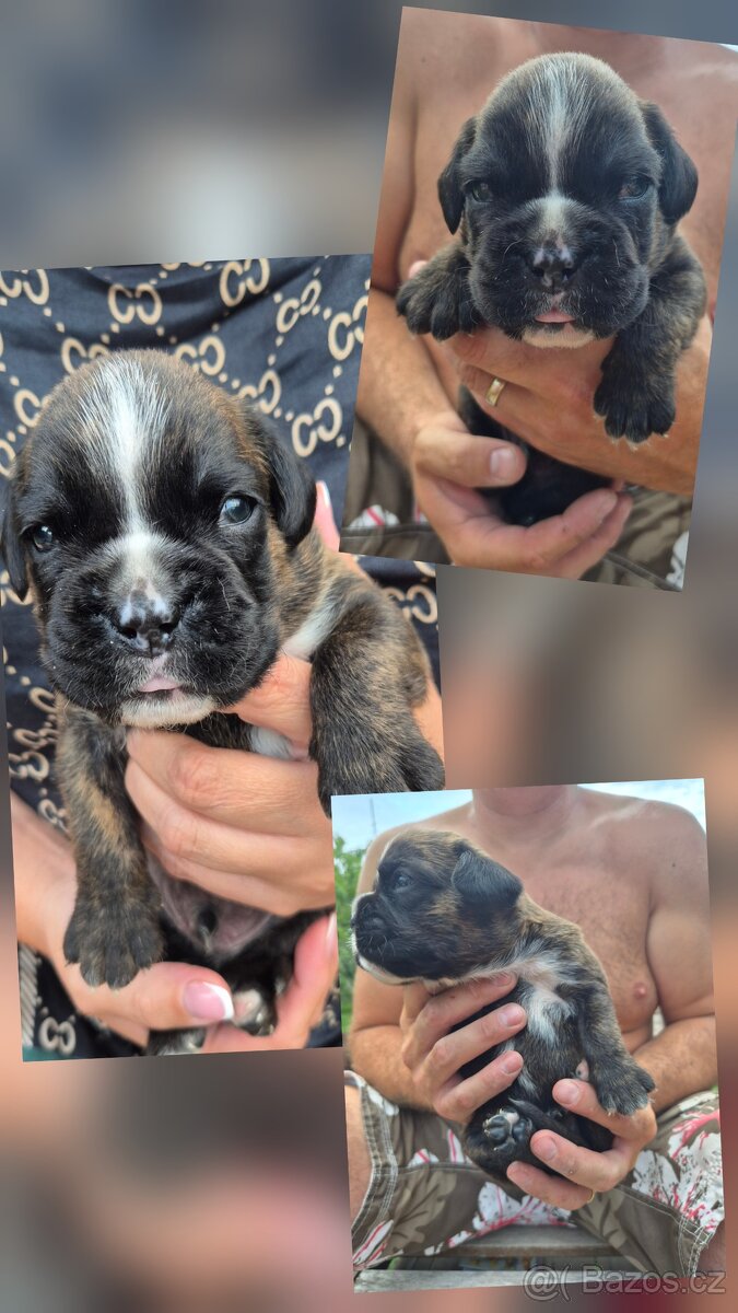 Nemecky boxer