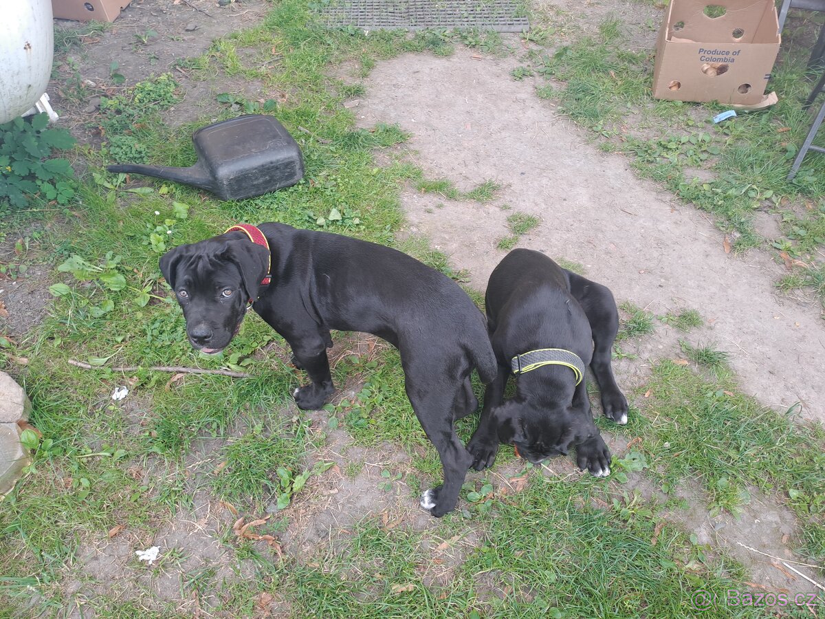 Cane Corso Štěňata