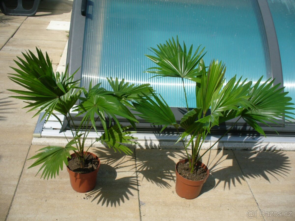 Palma Livistonia