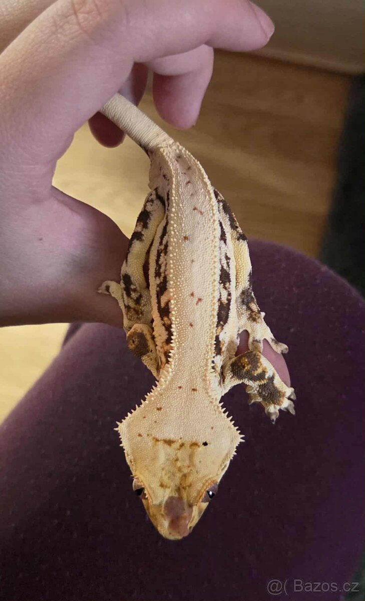 Pagekon řasnatý - samec