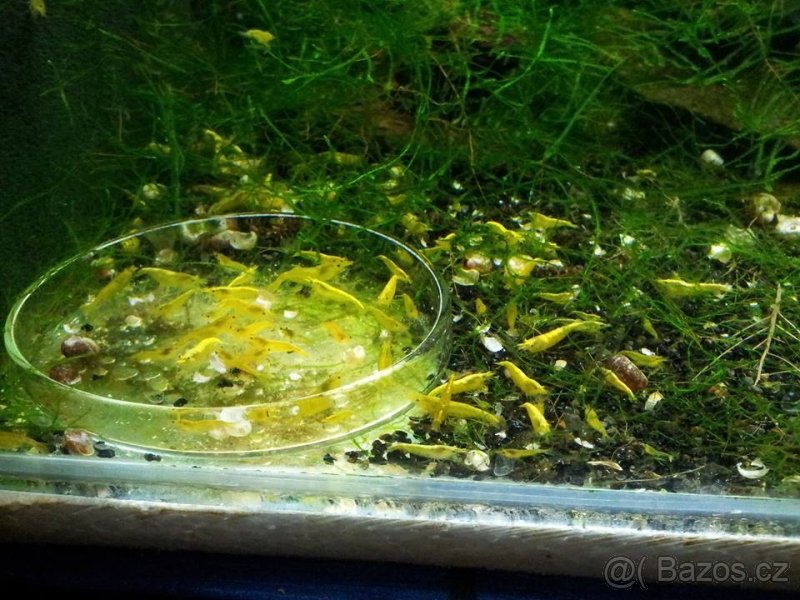 NEDOSTUPNE) krevetky Yellow Neon Stripe