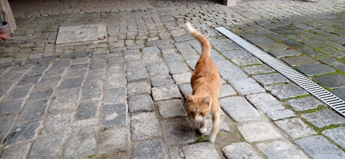 Krásný rezatý kocourek